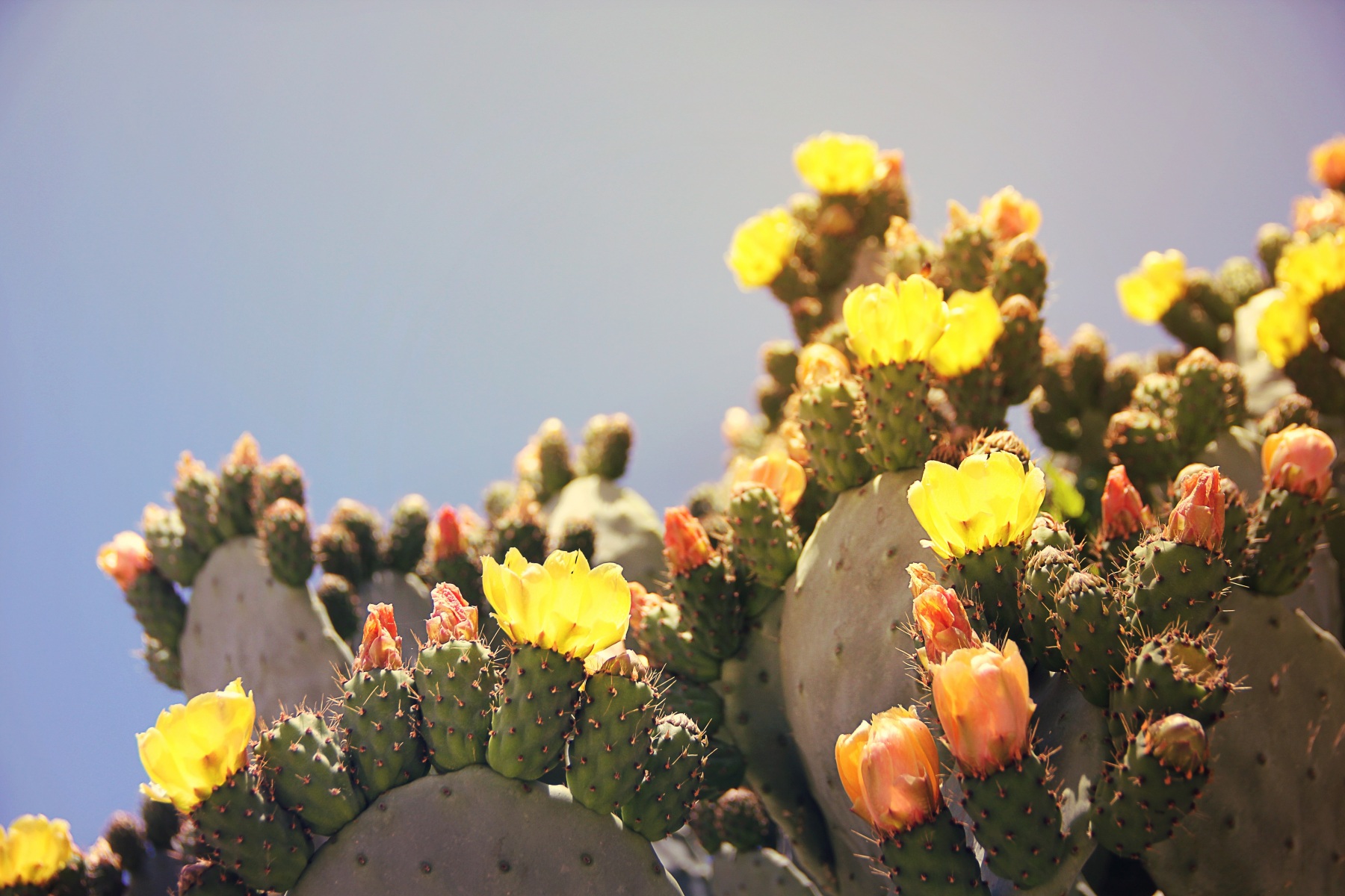 prickly-pear-1415525