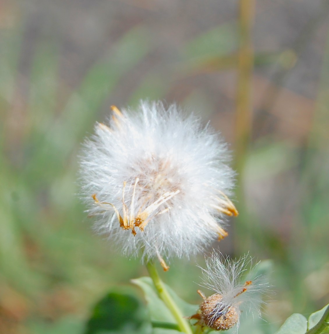 fiore